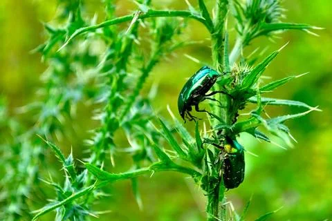 Rose chafers Фото