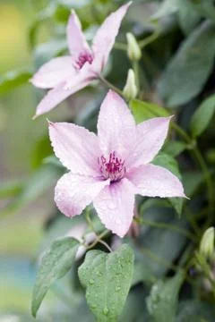 Rose Clematis Foto stock