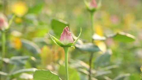 Rose close-up 1 Stock-Footage 324813385