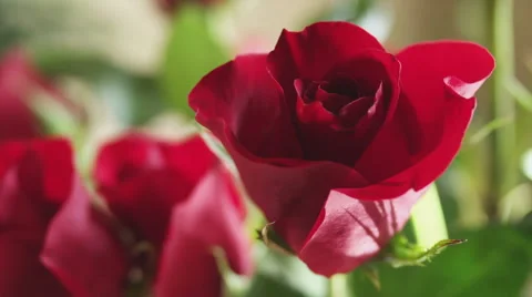 Rose Close Up #2 Stock Footage 42154660