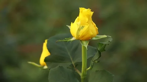 Rose close-up 3 Video stock 324813392