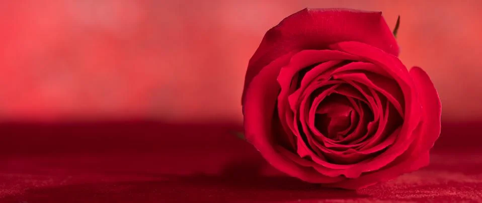 Rose close-up background Stock Photos