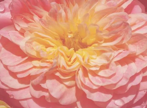 Rose close-up background. Soft focus. Old English Park Rose Charles Austin. S 스톡 사진