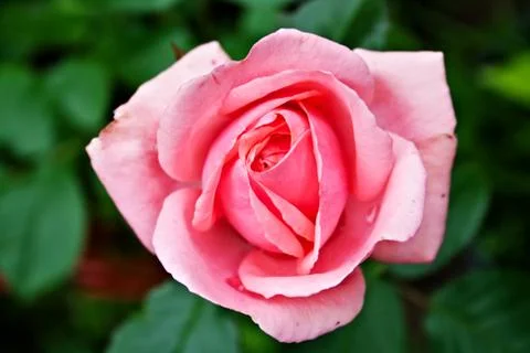 Rose close-up background. Soft focus. Suitable for Valentine's Day. Kimono va 스톡 사진