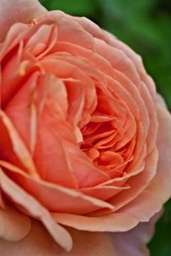Rose close-up background. Soft focus. Old English Park Rose Charles Austin. S 스톡 사진