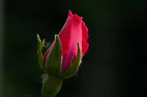 Rose close-up on black background Stock Photos