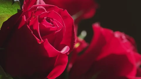 Rose Close Up Stock Footage 42154946