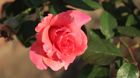 Rose close-up Video stock 55239610
