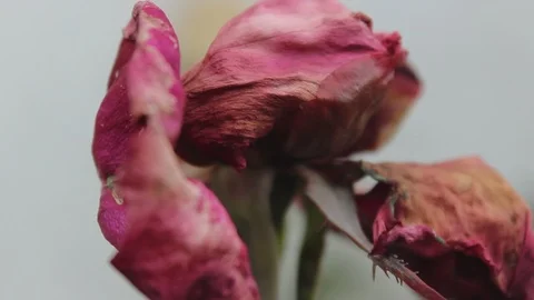 Rose close-up Stock Footage 99117812