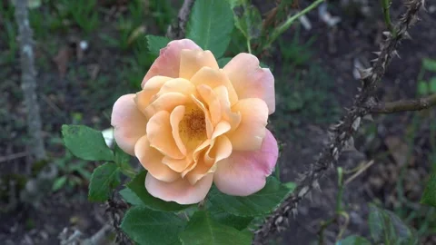 Rose close-up Stock Footage 319048461