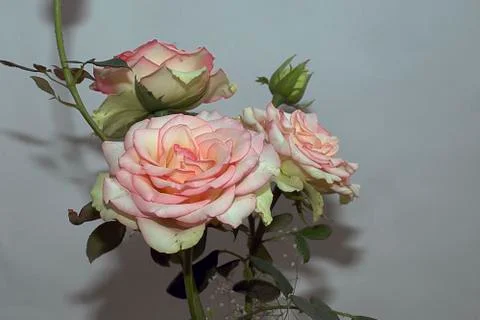 Rose close up on a grey background Stock Photos