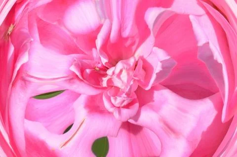 Rose Close Up Stock Illustration