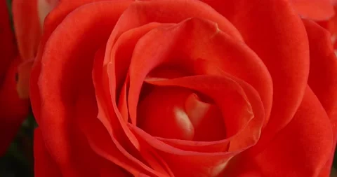 Rose close-up. Macro flower. Delicate petals. Bright buds. 스톡 동영상 165648399