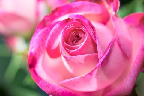 Rose close up Foto stock