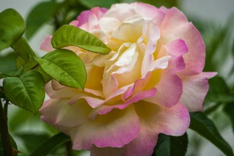 Rose close up Stock Photos