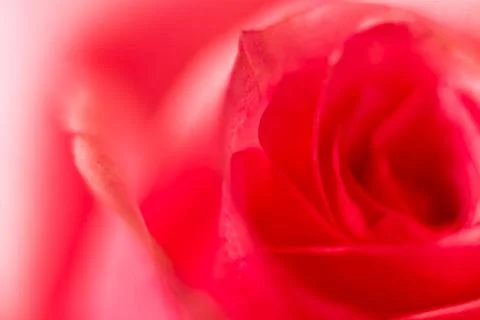 Rose close up Stock Photos