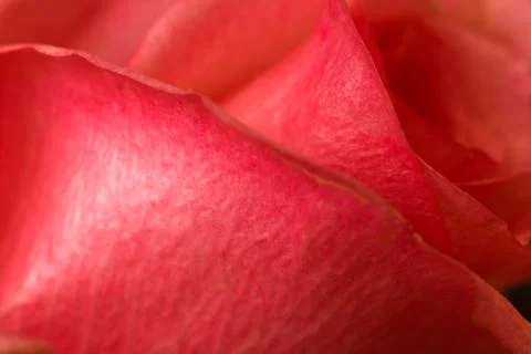 Rose close up Stock Photos