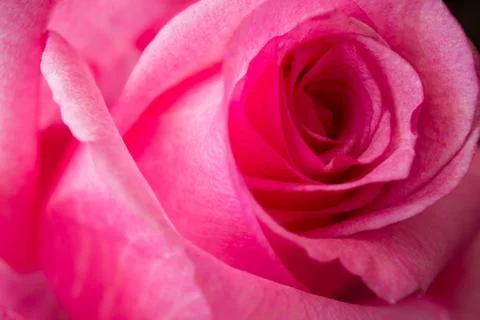 Rose close up Stock Photos