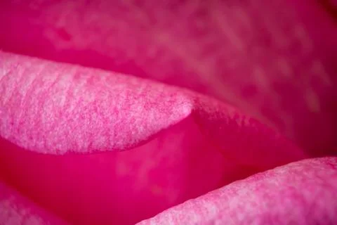 Rose close up Stock Photos