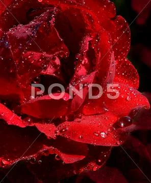 Rose close-up Stock Photos