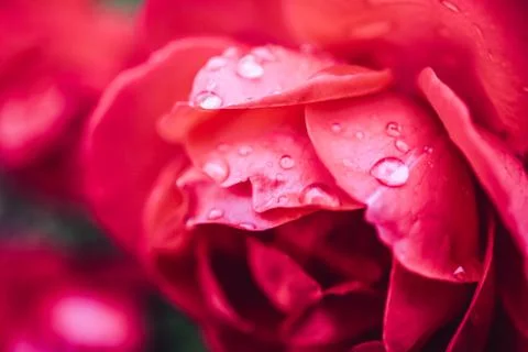 Rose close up Stock Photos