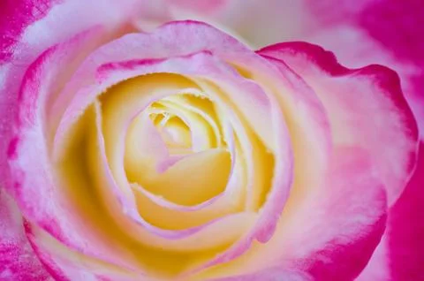 Rose Close-up Shot Stock Photos