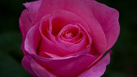 Rose Close Top D5 CH ProRes-422 4KUHD 23.976 VHQp Stock Footage 94859105