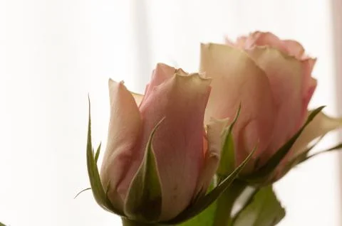 Rose close-up on white background Stock Photos
