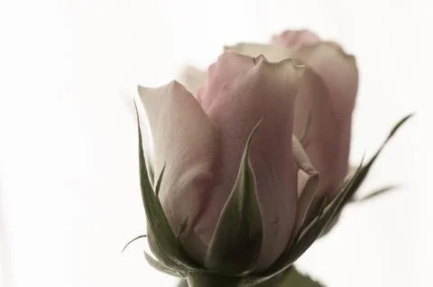 Rose close-up on white background Stock Photos