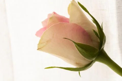 Rose close-up on white background Stock Photos