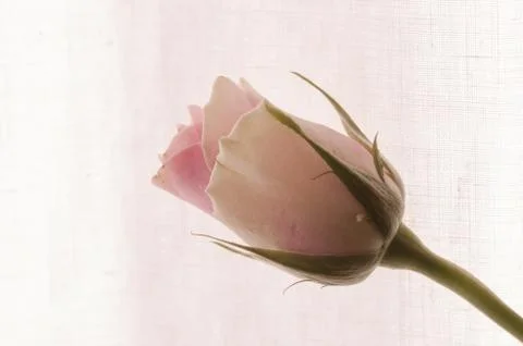 Rose close-up on white background Stock Photos