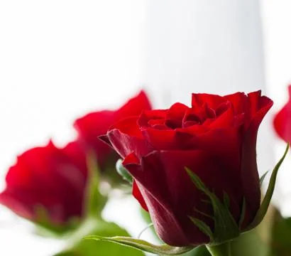 Rose close-up on white background Stock Photos