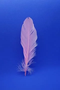 Rose closeup feather. Stock Photos