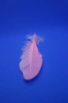 Rose closeup feather. Stock Photos
