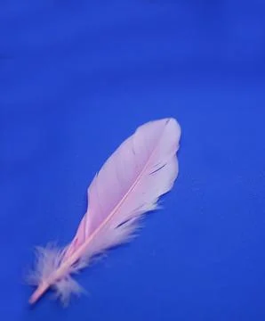 Rose closeup feather. 写真素材