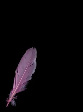 Rose closeup feather. 写真素材