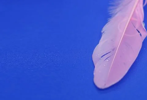 Rose closeup feather. Stock Photos