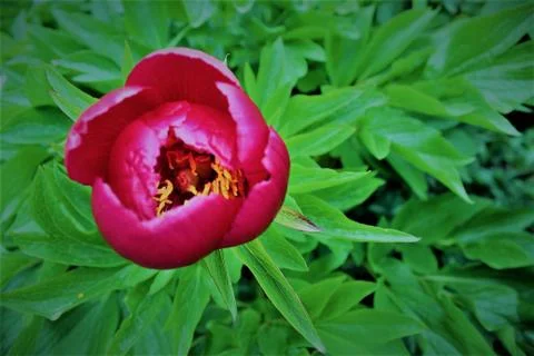 Rose Closeup Stock Photos