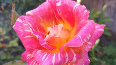 Rose closeup Stock Photos