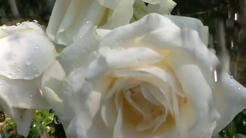 Rose closeup rain Stock Footage 76561578