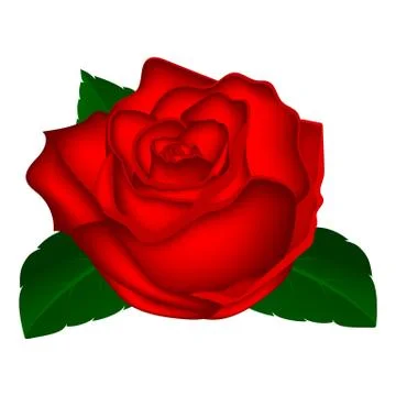Rose closeup on a white background Stock Illustration