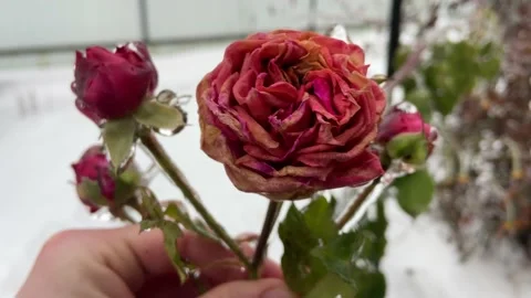 Rose in the cold. Stock Footage 233084064