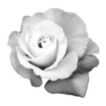 Rose collage. Design element in trendy dotted pop art style. Retro halftone.. Stock Illustration