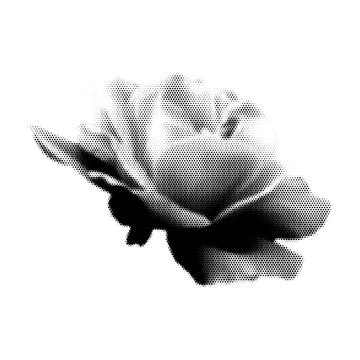Rose collage. Design element in trendy dotted pop art style. Retro halftone.. Illustrazione stock