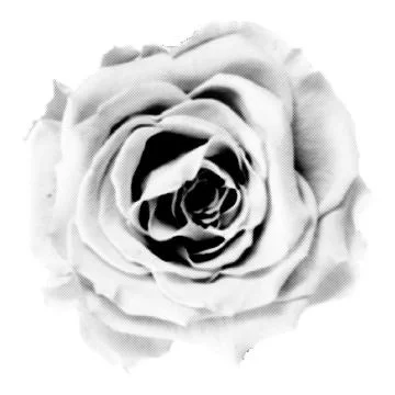 Rose collage. Design element in trendy dotted pop art style. Retro halftone.. 스톡 일러스트