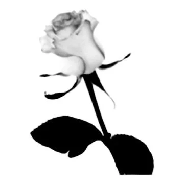 Rose collage. Design element in trendy dotted pop art style. Retro halftone.. 스톡 일러스트