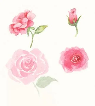 A Rose Collection Stock Illustration