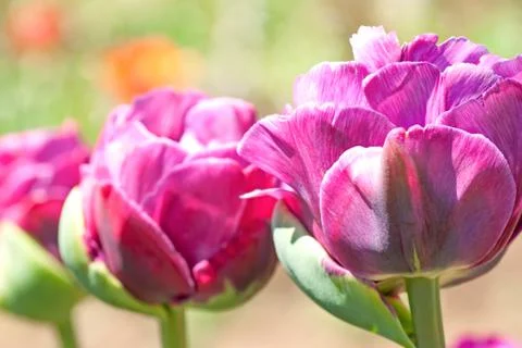 Rose colored peonies close up Stock Photos
