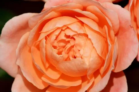 Rose coming into bloom Stock Photos
