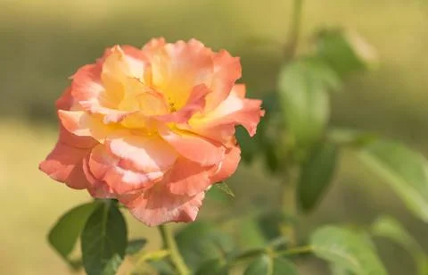 Rose condolence background Stock Photos